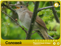 Перелітні птахи