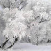 Зимова казка в лісі